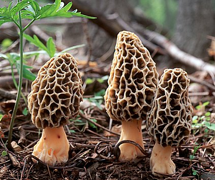 Mushrooms, Morchella
