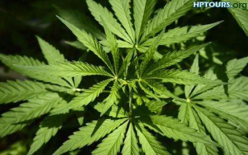 Cannabis-plant leaves