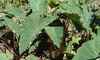 colocasia_patrodu_in_himachal_pradesh_leaves