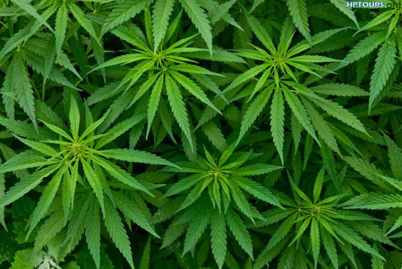 Cannabis or Bhang | Ayurveda in Himachal Pradesh Ayurveda, Herbal ...