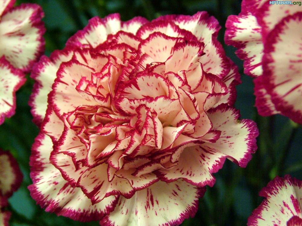 Carnation, Flower, Description, & Facts