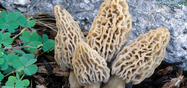 Morchella_deliciosa Mushrooms, Morchella