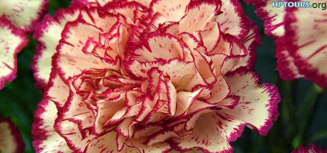 carnations flower Himachal Pradesh