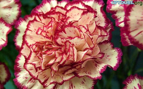 carnations flower Himachal Pradesh